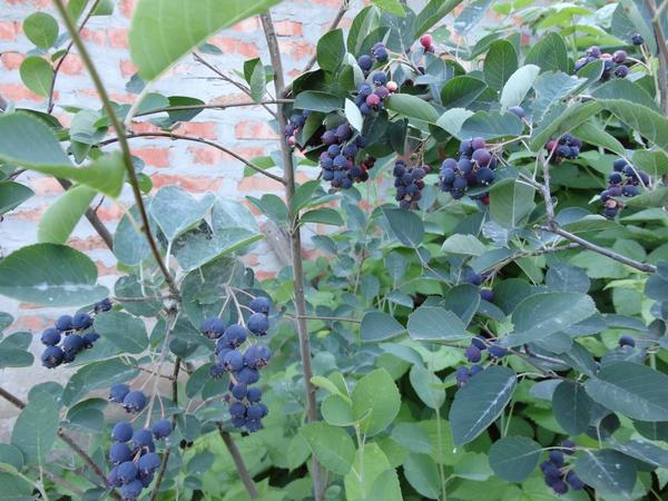 Ирга круглолистная (Amelanchier ovalis).