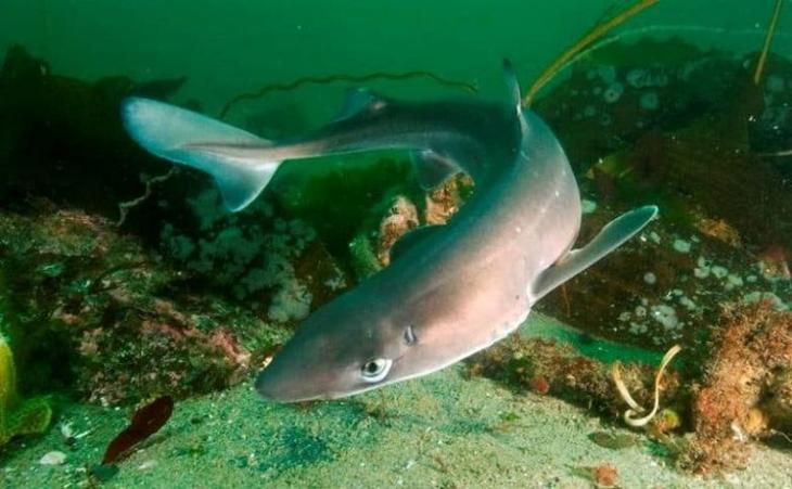 10 ядовитых рыб, которых лучше обходить за версту и в море, и на тарелке 10 ядовитых рыб, которых лучше обходить за версту и в море, и на тарелке может, только, которых, человека, человек, около, Японии, очень, этого, водах, название, списке, длиной, случае, наступить, приготовления, существа, Однако, шипов, данио