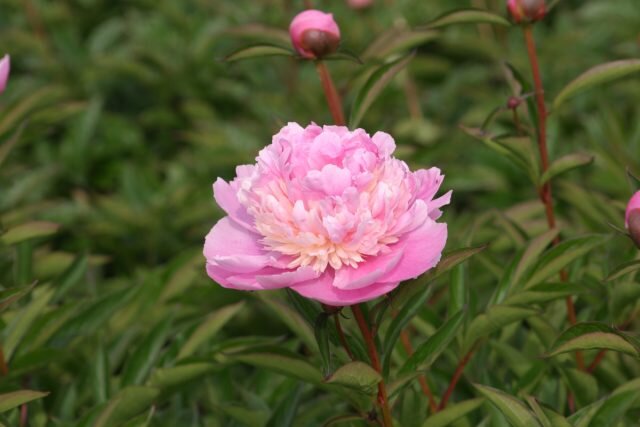 Пион молочноцветковый «Сорбет» (Paeonia lactiflora ’Sorbet’). © primrosehallpeonies  
