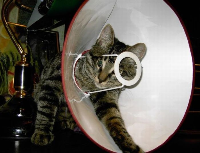 Смешные и просто красивые фотографии кошек (136 фото)