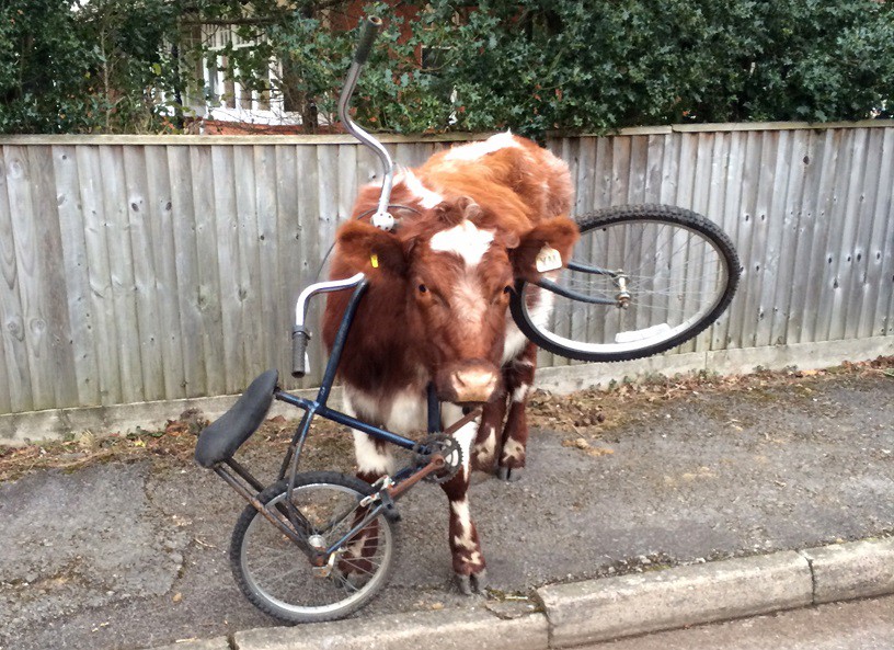 7. Корова застряла в велосипеде (но как?) животные, застряли