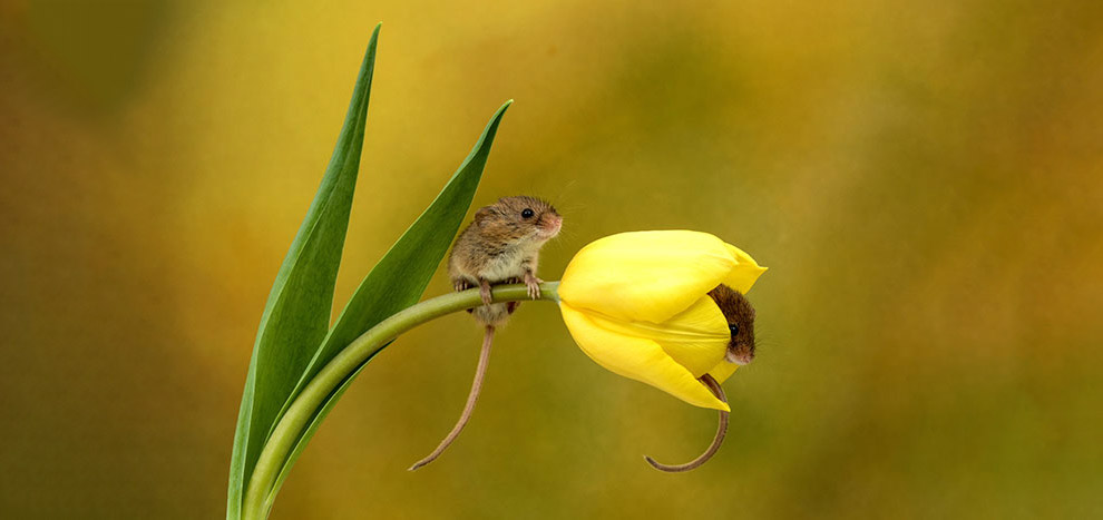 Необычные кадры: мыши в тюльпанах