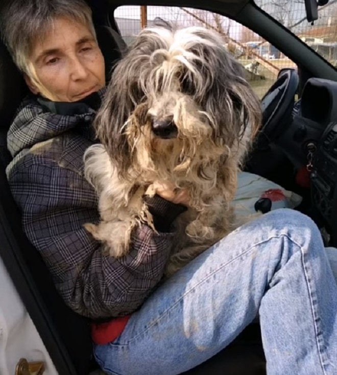 Собака в машине