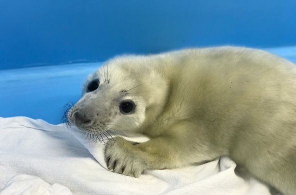 На берегу Финского залива нашли маленького тюлененка Новости