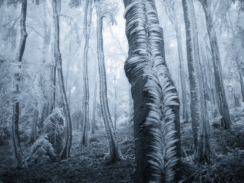 Фотография Frost on the Trees автор Jan Bainar на 500px