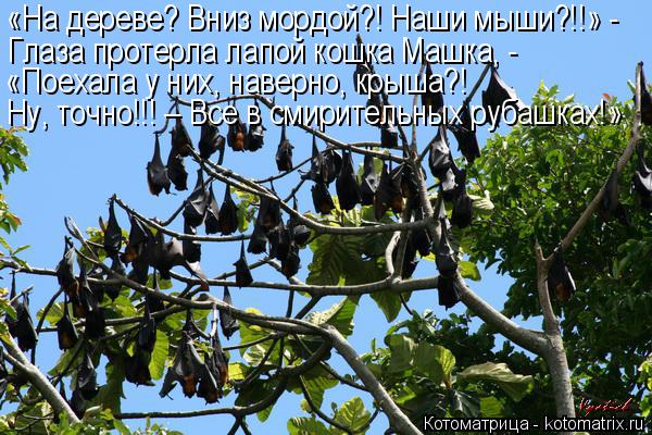 Котоматрица: «На дереве? Вниз мордой?! Наши мыши?!!» - Глаза протерла лапой кошка Машка, - «Поехала у них, наверно, крыша?! Ну, точно!!! – Все в смирительных ру