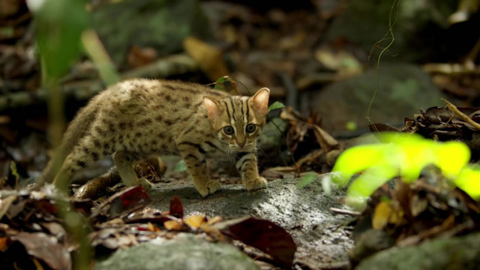 Самая крошечная дикая кошка в мире также, кошка, которая, дикая, ржавая, списке, ржавую, время, дневное, кошки, помещается, крошечные, человека 4, основном, ладони, ведут, Природа, длиной, легко, образ