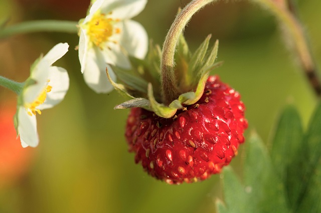 Сажаем землянику. Как правильно обновить или создать ягодную поляну