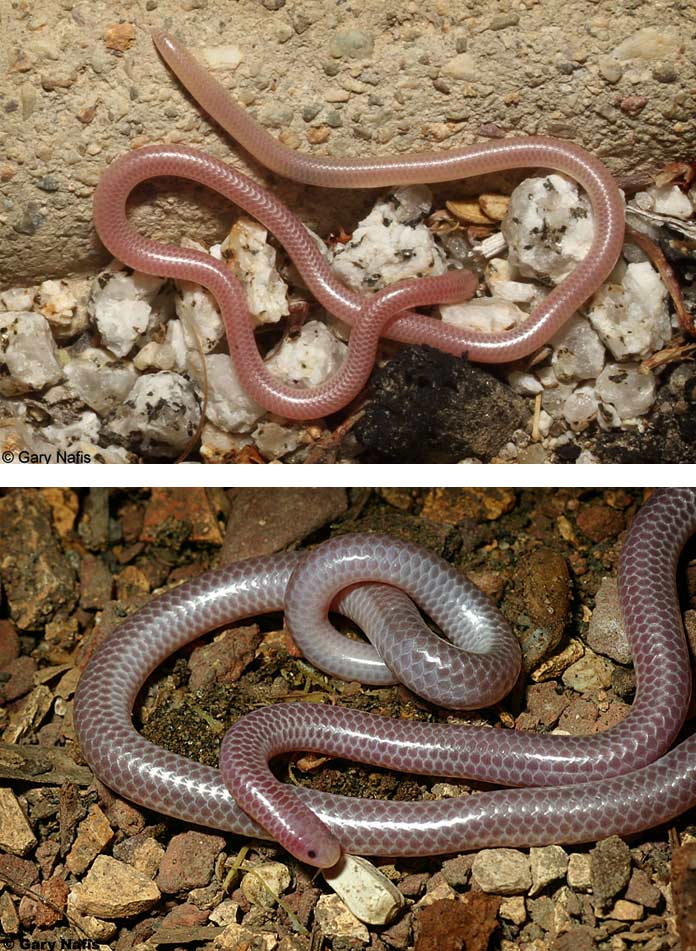 Tetracheilostoma carlae, змея-нить
