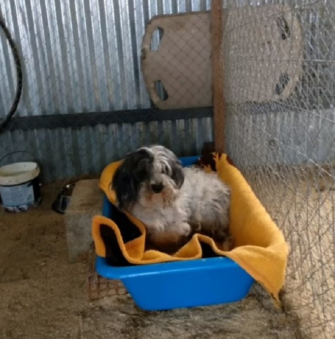 Собака лежит