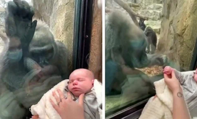 Женщина показала горилле своего младенца, а в ответ обезьяна ушла и вернулась со своим 