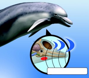 Эхолокация дельфинов