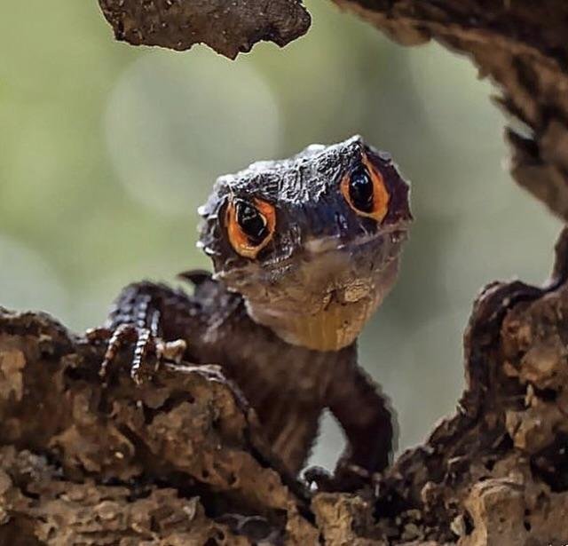 18 странных живых существ, любоваться которыми интересно, но немного страшно животные