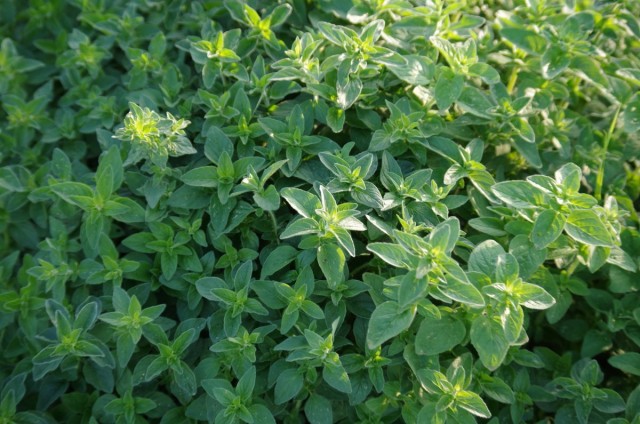 Душица обыкновенная, или Орегано (Origanum vulgare) 