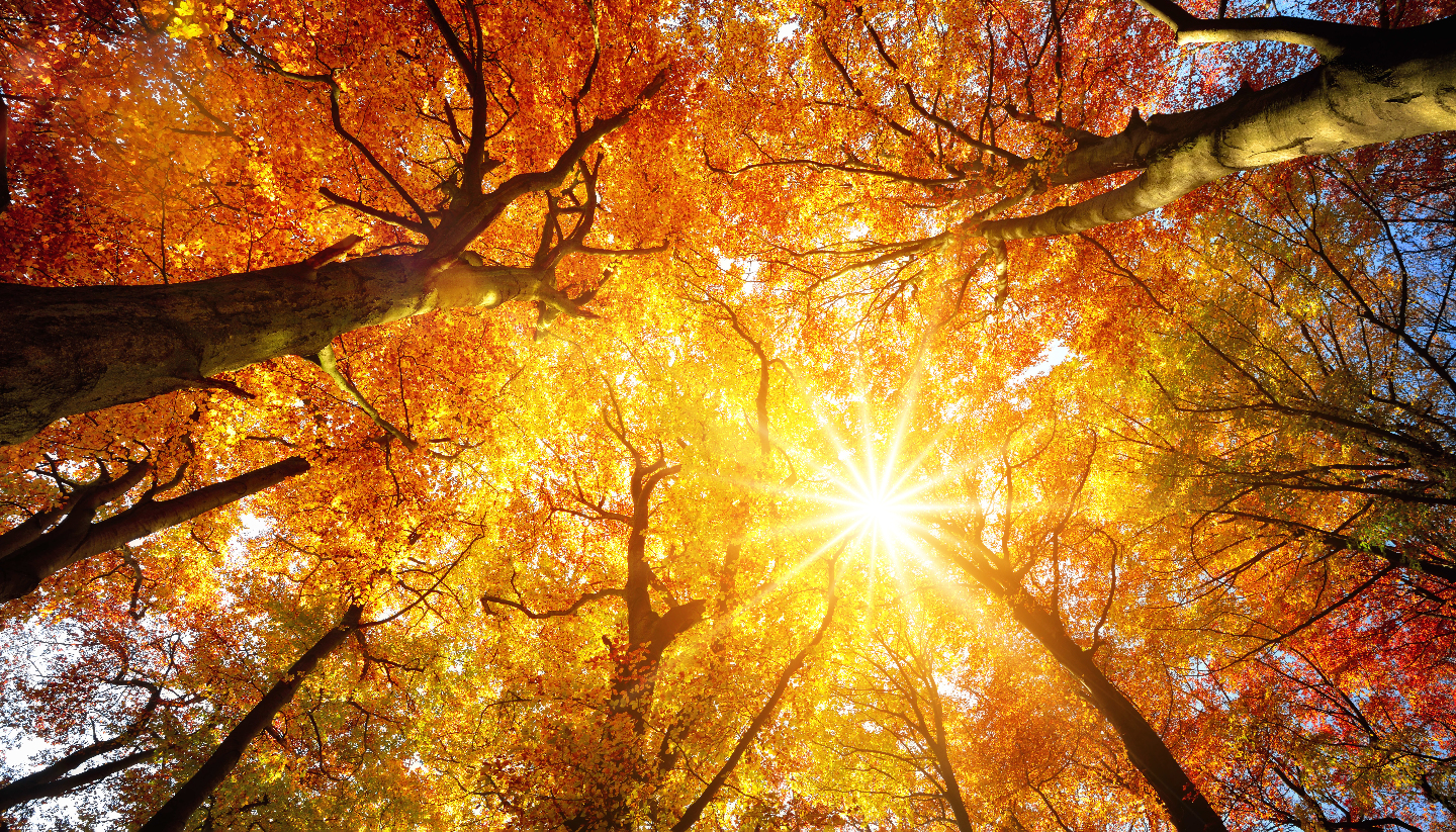 шелест листьев