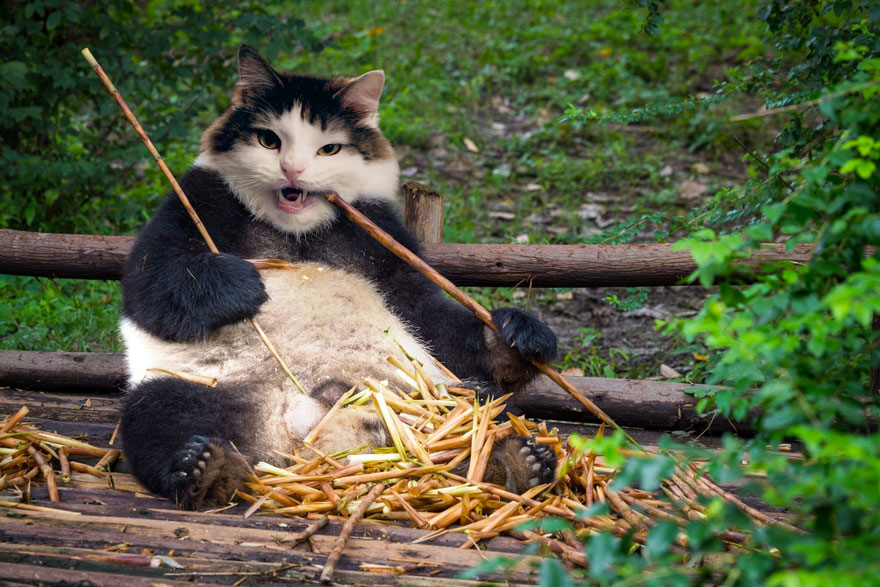 бамбуковые коты