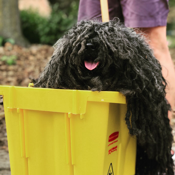 dog-mop-halloween-costume-mainstrasse-paw-rade-1