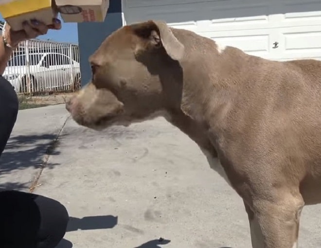 Собака стоит