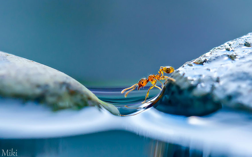 "Капля воды". Макросъемка от Miki Asai  красота, природа, фото