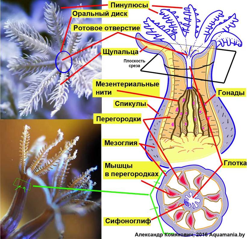 Кораллы живые или нет?