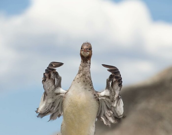 Комичные фото дикой природы, где всё решило одно удачное мгновение когда, Автор, Симоны, УилсонаФотография, НиссенбаумаФотография, Марка, ДоудсаФотография, Майкла, АрнольдаФотография, Кента, ХайнрихФотография, ПескантиниФотография, ТримомаФотография, Энрико, КэткартаФотография, Джорджа, РальфаФотография, Клинта, ФостерФотография, Лавек