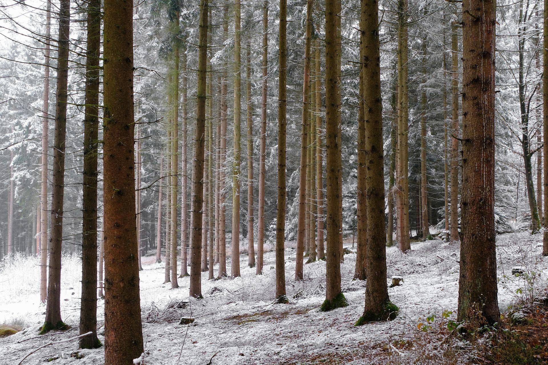 Сосновые леса зимой под Питером
