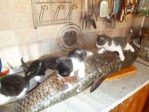 17 котов, которые очень хотели есть и пытались что-то украсть!