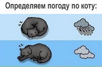 Определяем погоду по коту