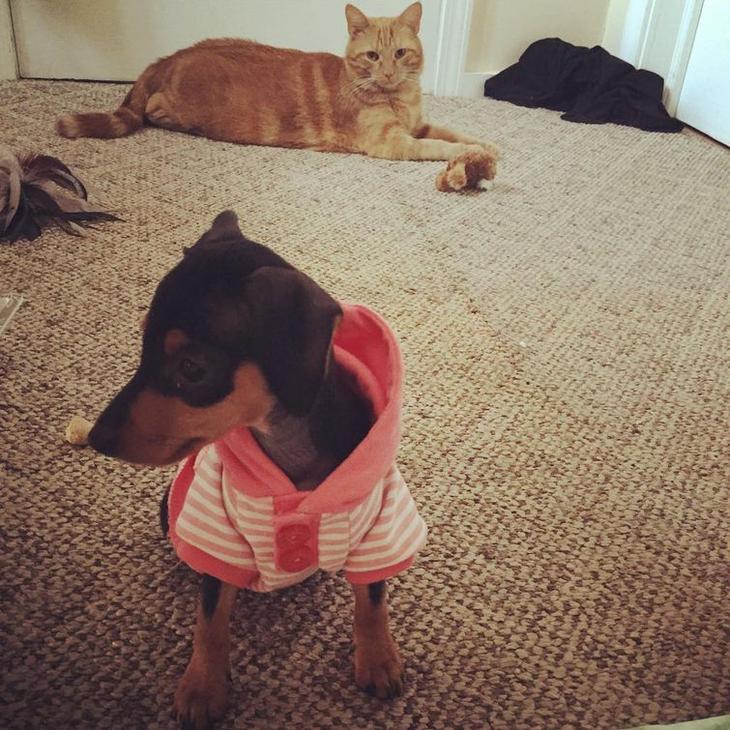 20 кошек, которые очевидно хотят вам навредить 