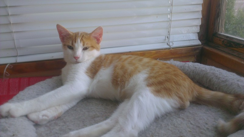 Люди шли и кривились, переступая грязное маленькое тельце добрые люди, животные, истории, кошки, подобрыш