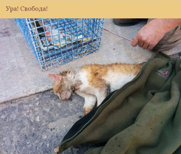 Спасение одной котейки кот, спасение