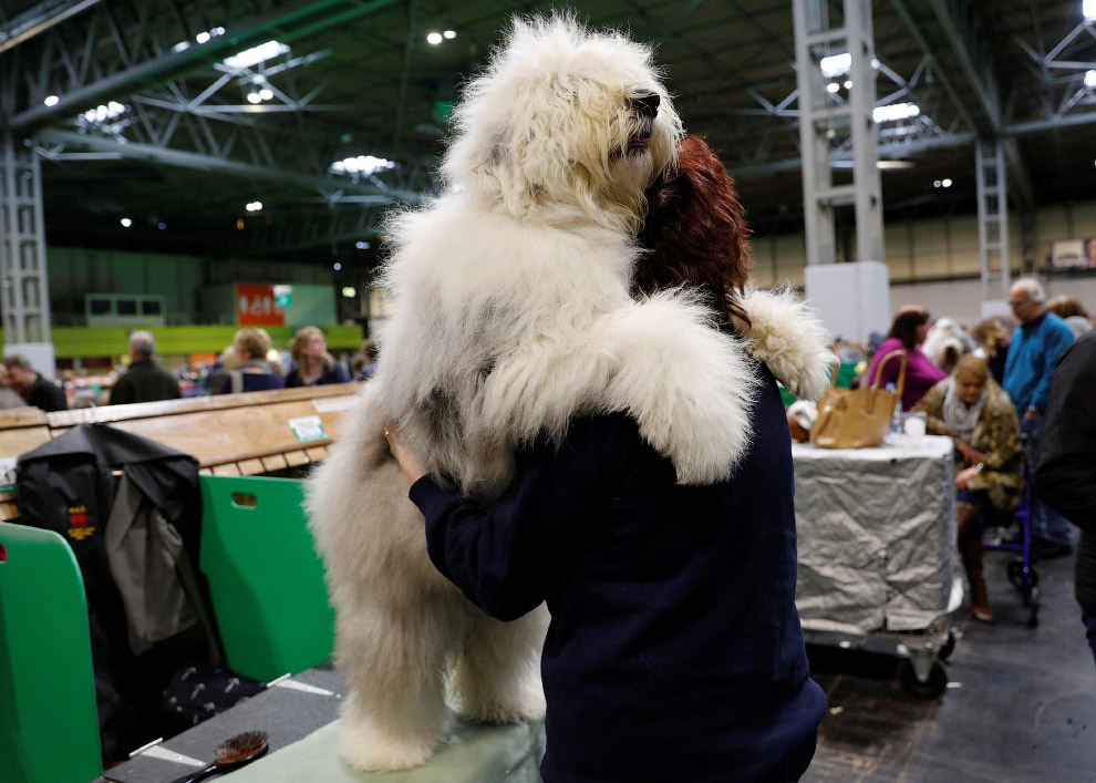 Crufts Dog Show 2018: как прошла крупнейшая в Европе выставка собак