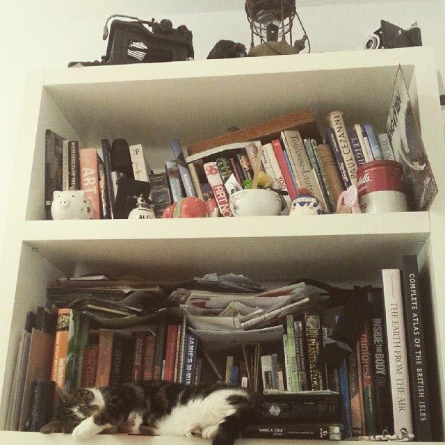 25 кошек, которые спят где угодно, кроме ваших коленей 25 кошек, которые спят где угодно, кроме ваших коленей