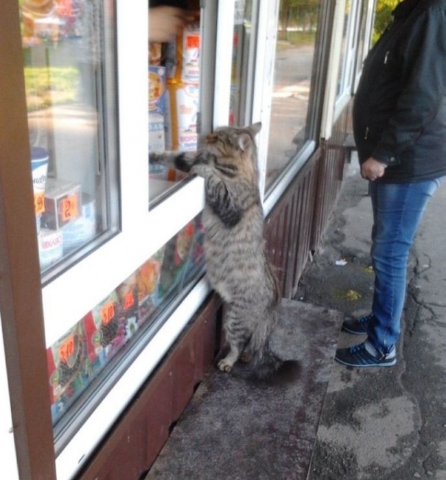 NewPix.ru - Фото самых больших котов