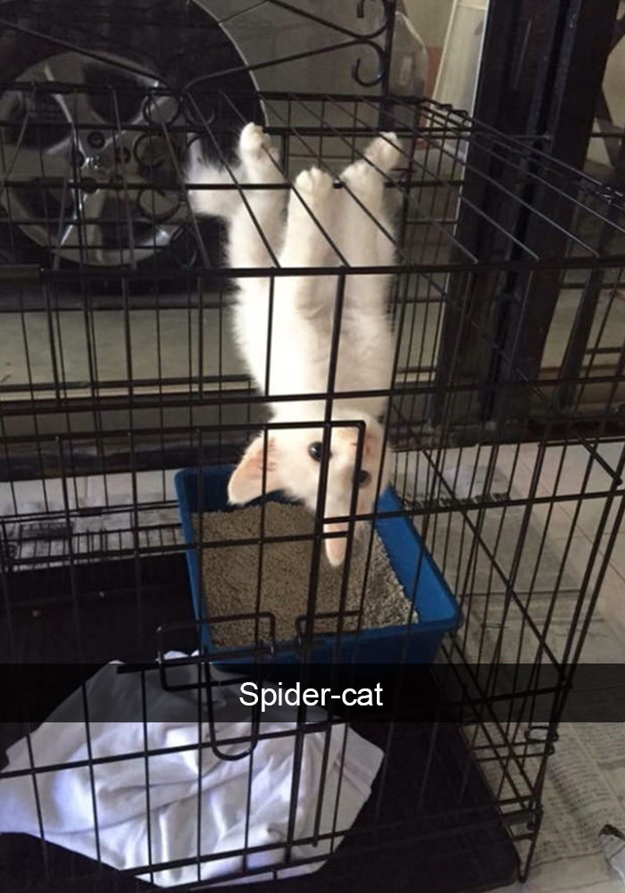 Hilarious-cat-snapchats