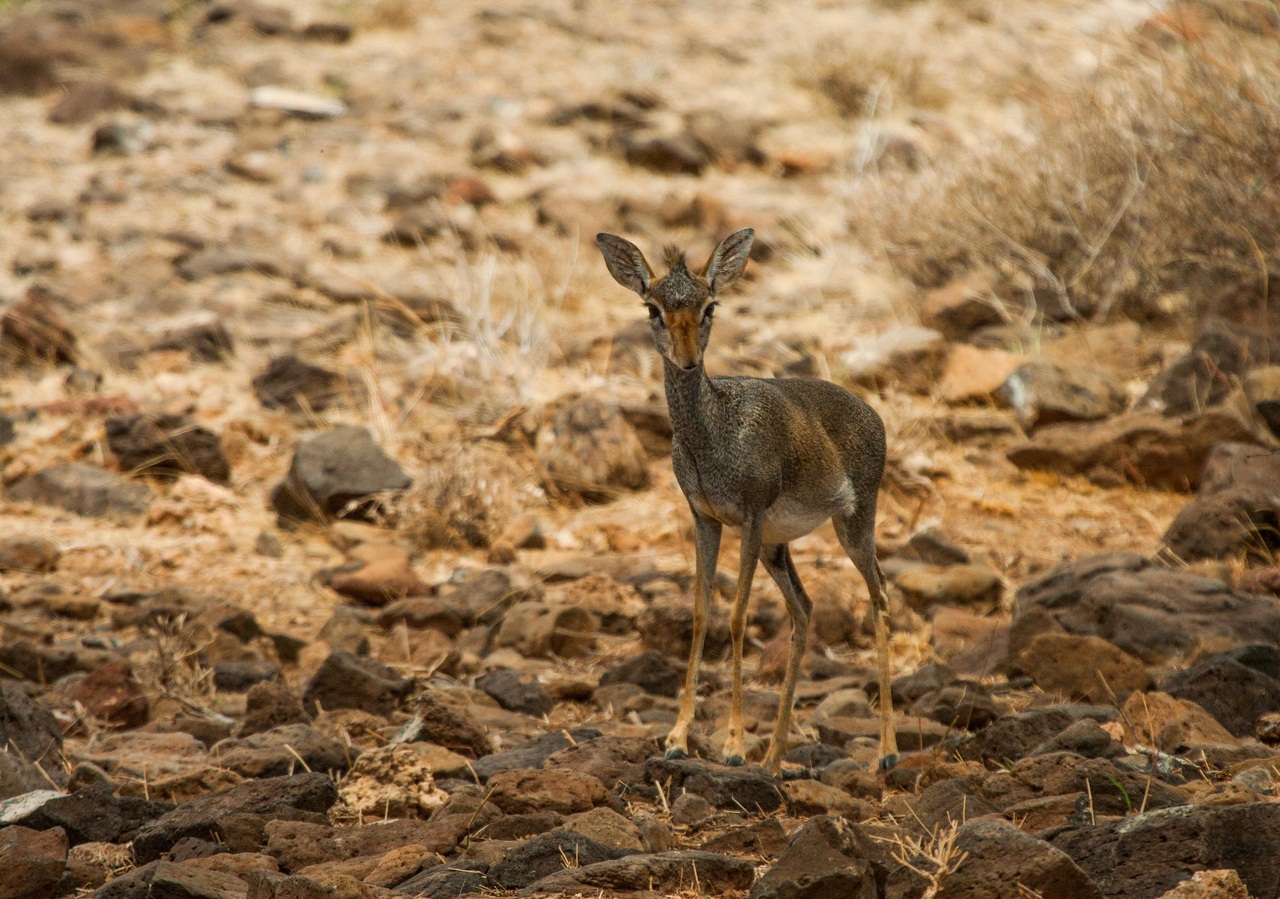 Кения: дикдик – самая маленькая антилопа на свете