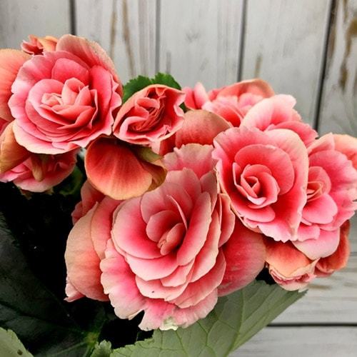 Уход и выращивание бегонии в домашних условиях Уход и выращивание бегонии в домашних условиях комнатные растения,полезные советы