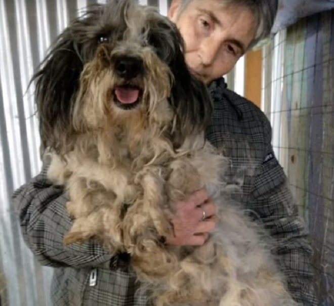 Собаку держат