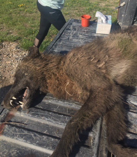 В Монтане убили необычное волкоподобное животное