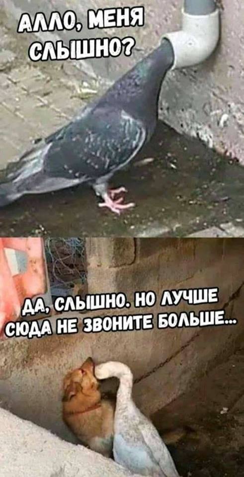 Объявление: Охраняю дом лучше любой собаки Объявление: Охраняю дом лучше любой собаки анекдоты,веселье,демотиваторы,приколы,смех,юмор