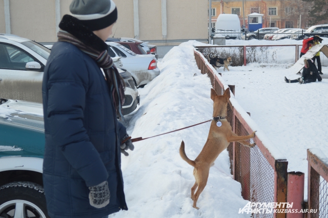 Собака у детской площадки