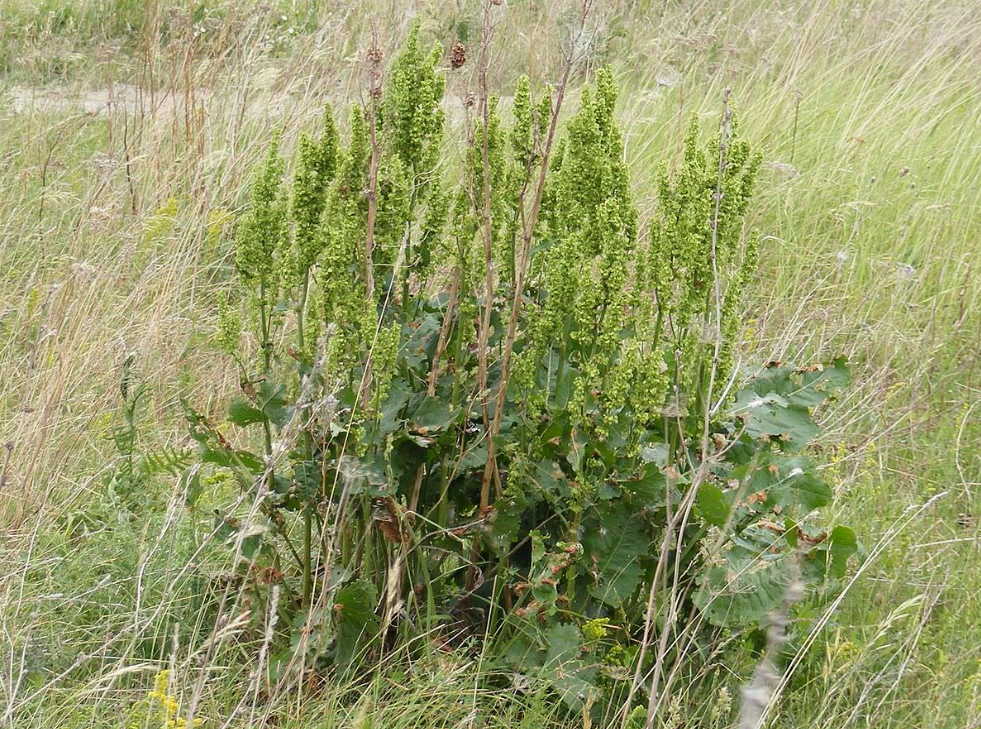Диффузный токсический зоб: вырос размером с яйцо, но травник простым рецептом спас!