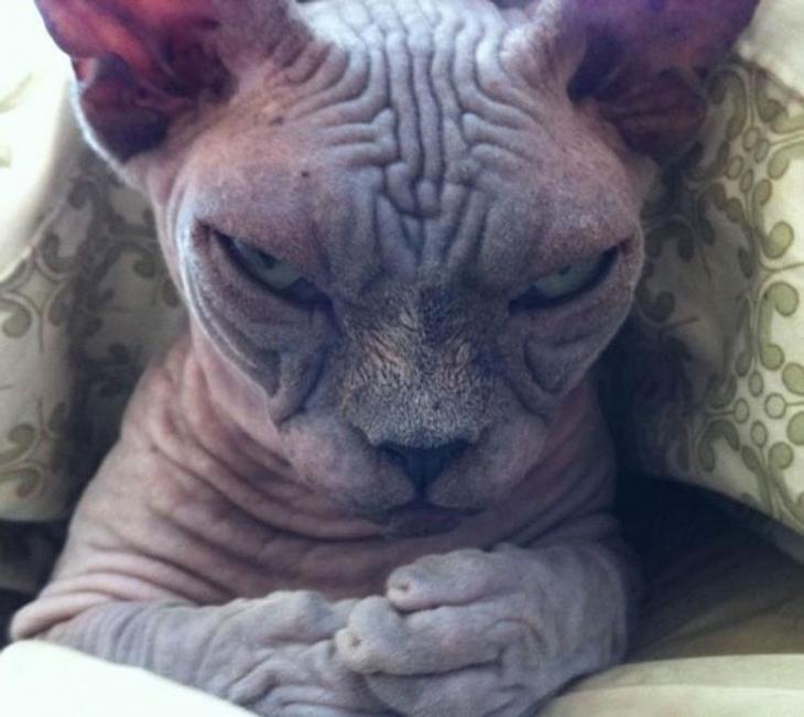 20 кошек, которые очевидно хотят вам навредить 