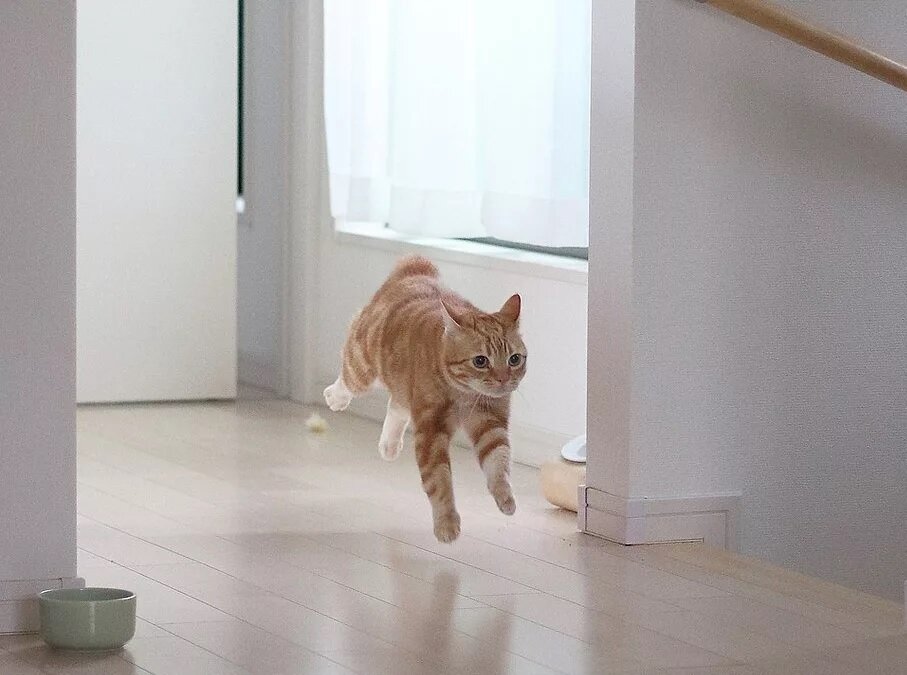 🐱Почему кот носится по квартире после посещения лотка