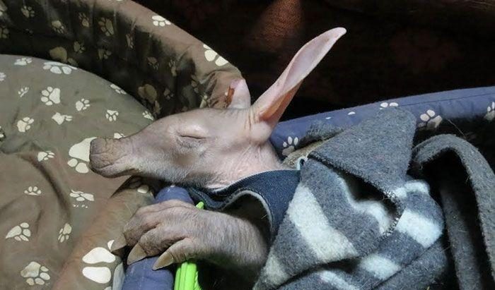 spasenie-detenysha-muraveda-9