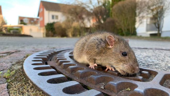 Германские спасатели освободили крысу с лишним весом, застрявшую в отверстии люка