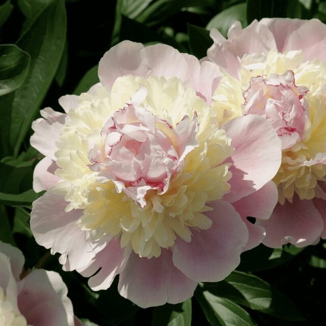 Знакомимся с цветком 2024 года — всё о розовом молочноцветковом пионе пионы, молочноцветковый, цветения, lactiflora, цветок, Paeonia, только, садах, растения, пиона, Цветет, сроки, высотой, может, лепестки, сорта, практически, раскидистый, после, цветка