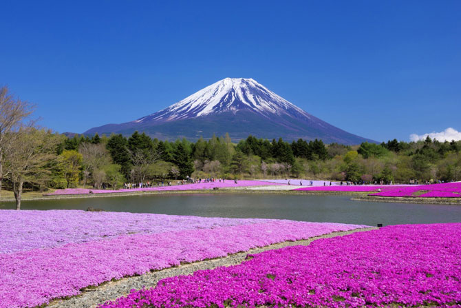 В Японии весной цветёт не только сакура