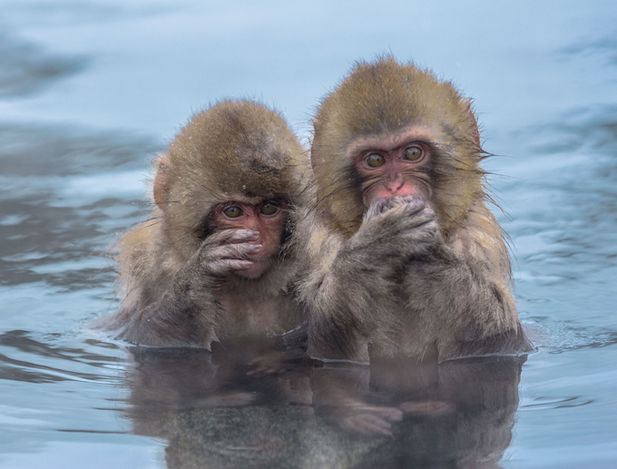 Обезьяна купается в теплой воде группа. Обезьянка в воде. Японские обезьяны. Обезьяны в горячих источниках. Мартышка в воде.