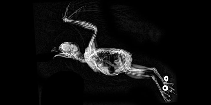 15 рентгеновских снимков, которые показывают скрытые стороны нашей жизни